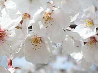 砂沼 桜