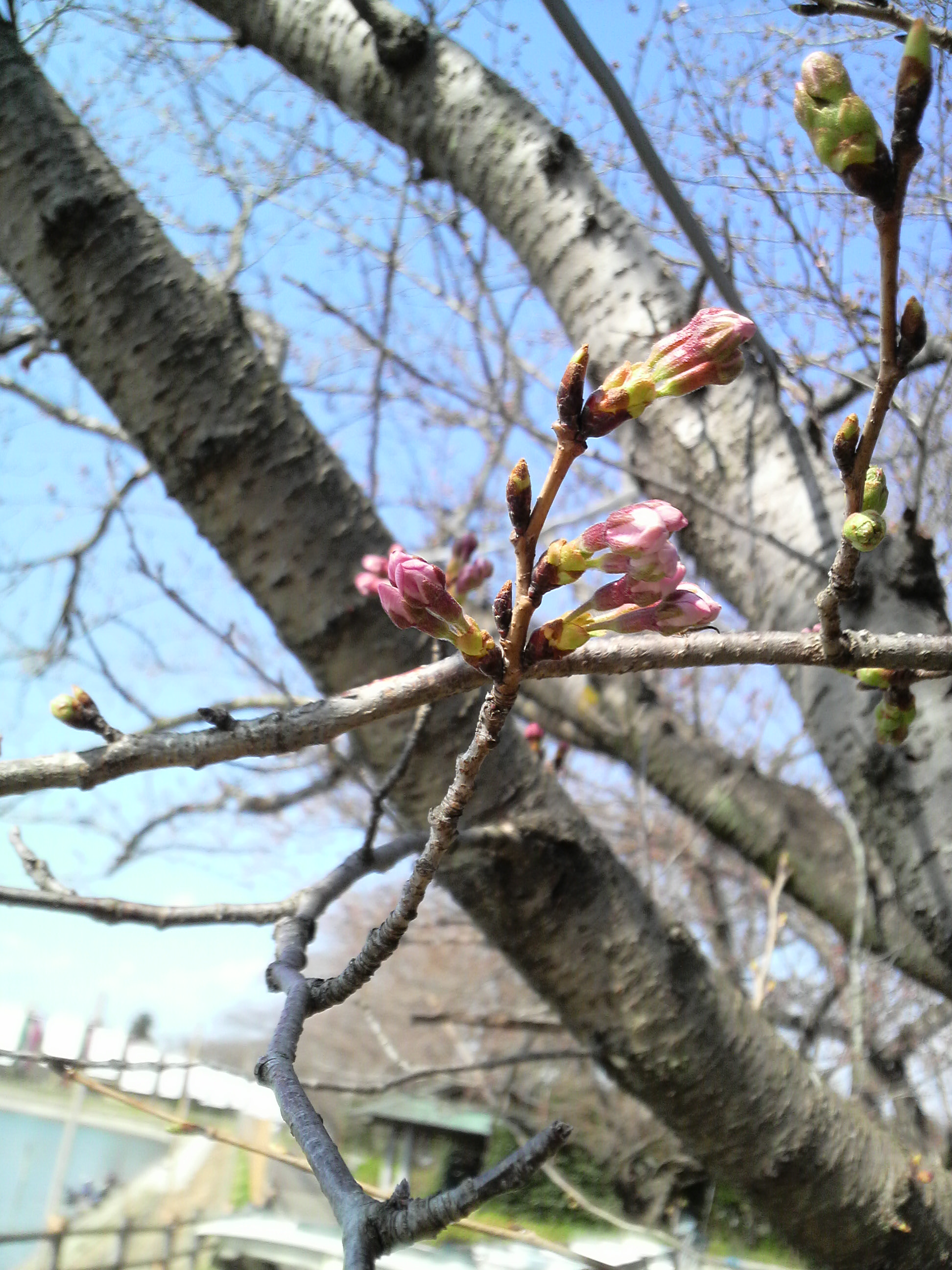 砂沼　桜　咲き具合