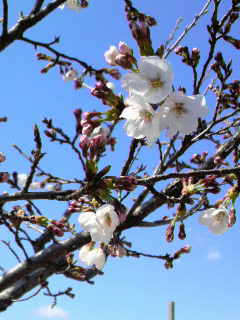 砂沼　桜