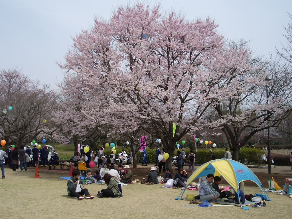 2009　桜まつり