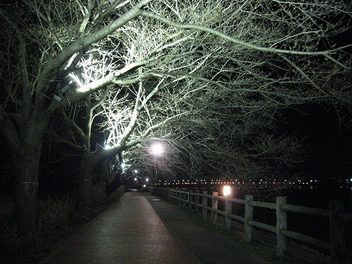 桜まつり2012